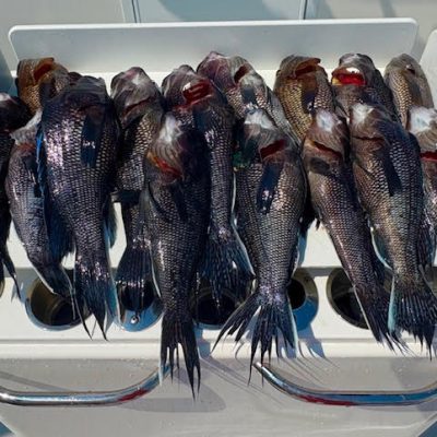 gianna helena charters montauk