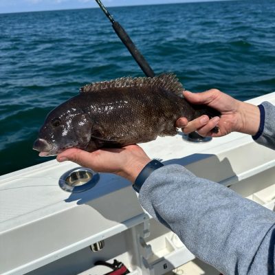 vitamin sea fishing charters montauk